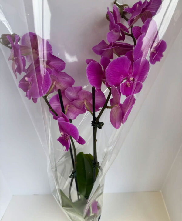 The-Elegant-Orchid