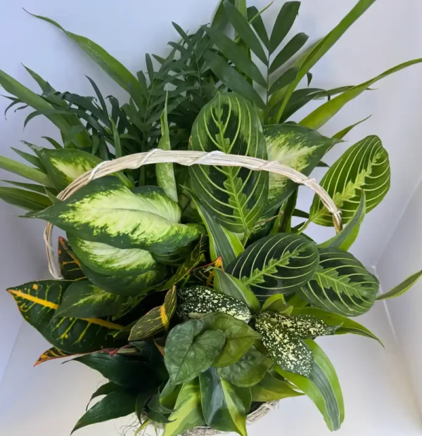 Dish Garden for Mom