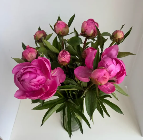 Blush Peony Bloom